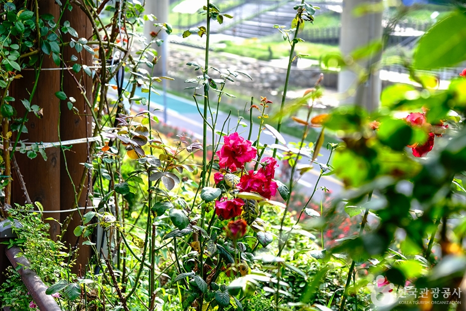 서울 가볼만한곳 중랑구 서울장미축제