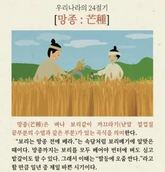 망종 절기 망종의 뜻 전통음식 매실청 담그기_4
