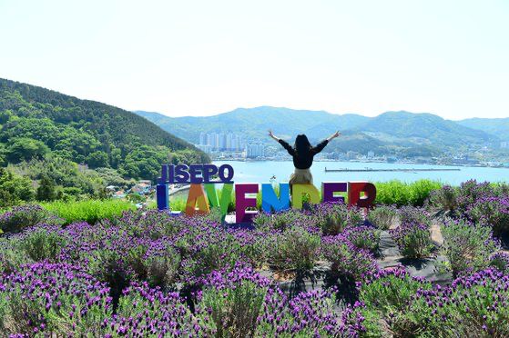 라벤더명소-지세포성