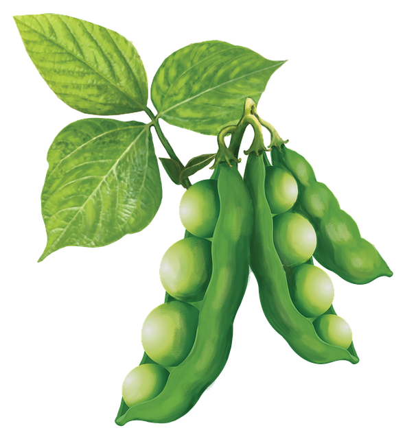 스위치온 다이어트