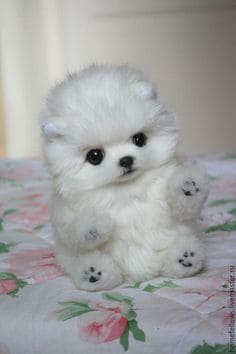 강아지 관절 영양제