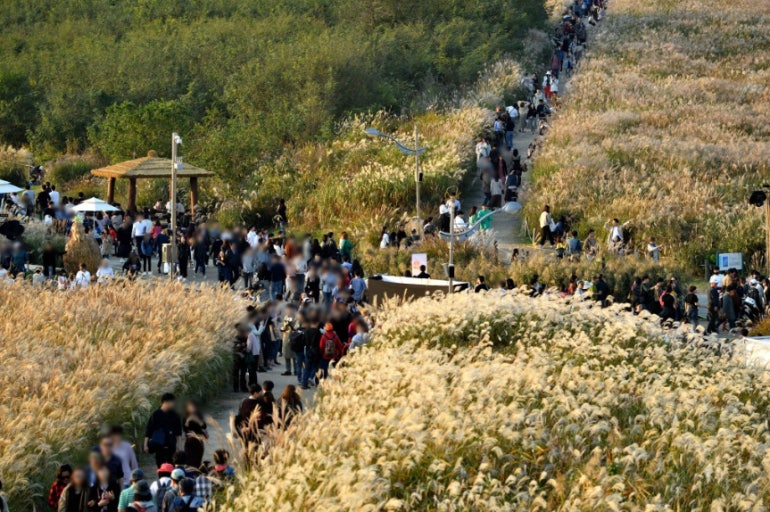 억새축제 구경하는 사람들