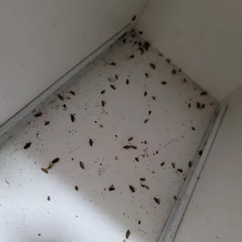 바퀴벌레 퇴치 붕산과 계란노른자 유인제 틈새 차단_22
