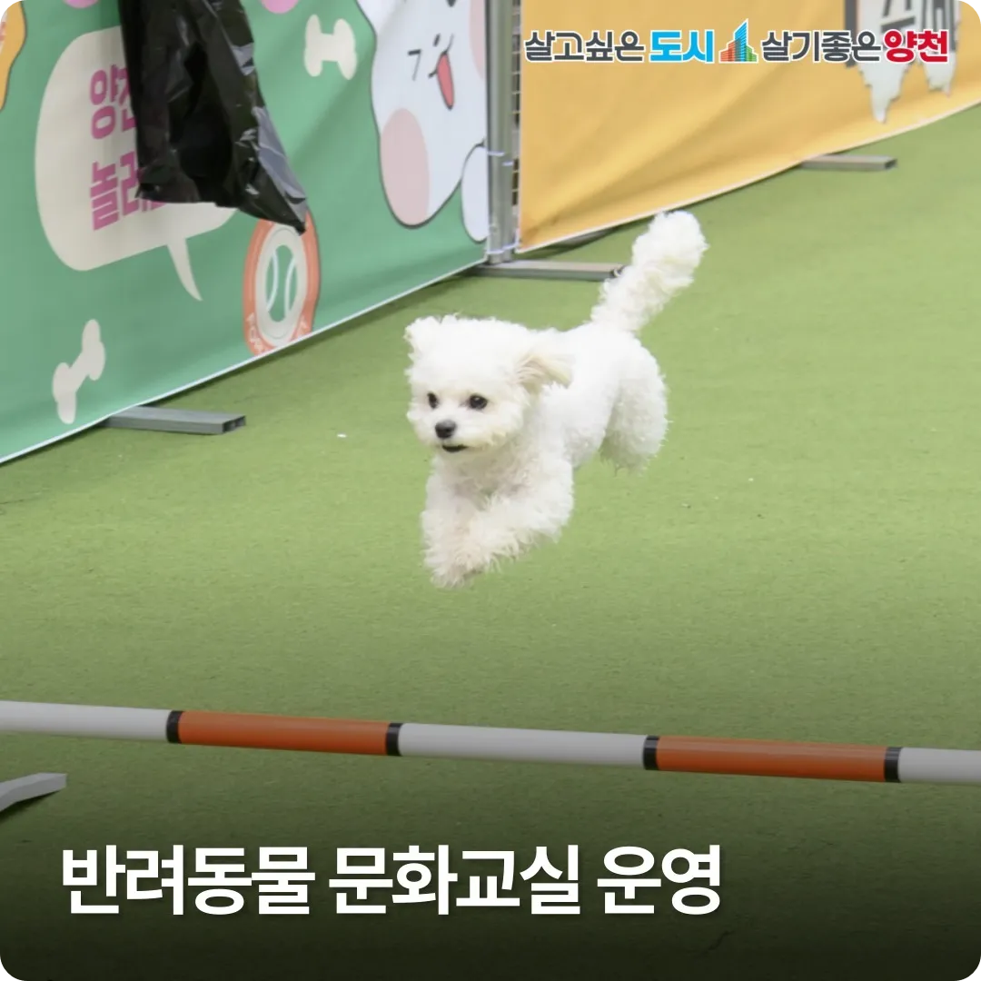반려동물 문화교실 운영 양천구 문제 행동 신청 방법 행복한백화점 자격 대상 반려견 강아지