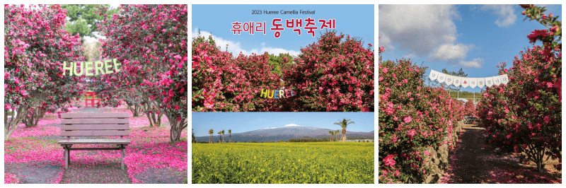 제주 휴애리 동백축제 사진 3개