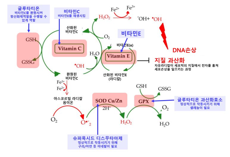 비타민E의 DNA 회복