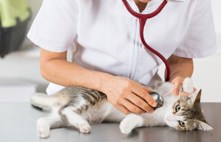 병원에 있는 고양이.