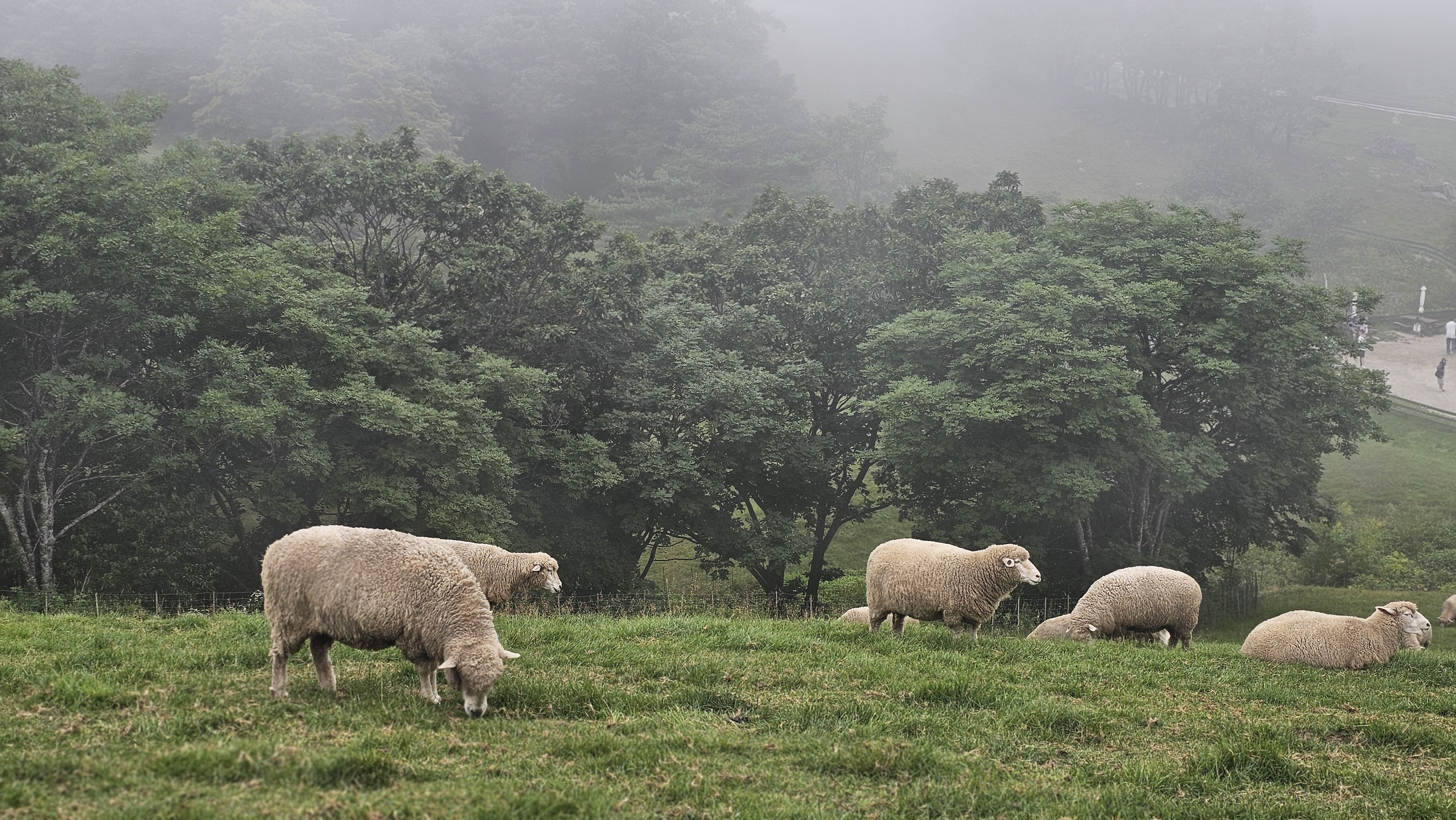대관령 양떼목장