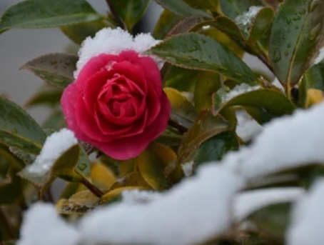 겨울 꽃 동백나무