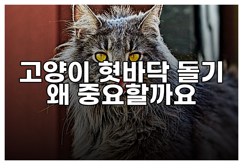 고양이 혓바닥 돌기 왜 중요할까요