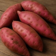 고구마 수확시기