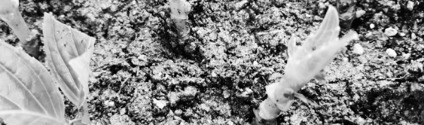 수국 삽목 하는 방법: 순서