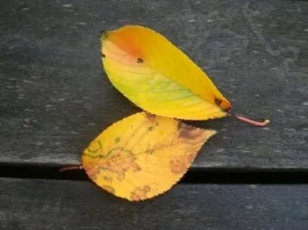 낙엽처럼 살아온 내 모습이 악보 완벽 연주 가이드_10