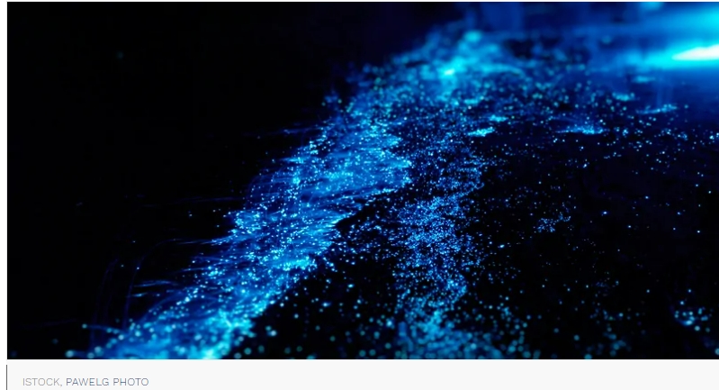 조류&nbsp;물질, 동력원&nbsp;없이&nbsp;빛 만들어 내 Algae materials produce light with no power source