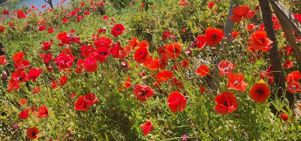 양귀비 꽃 사진