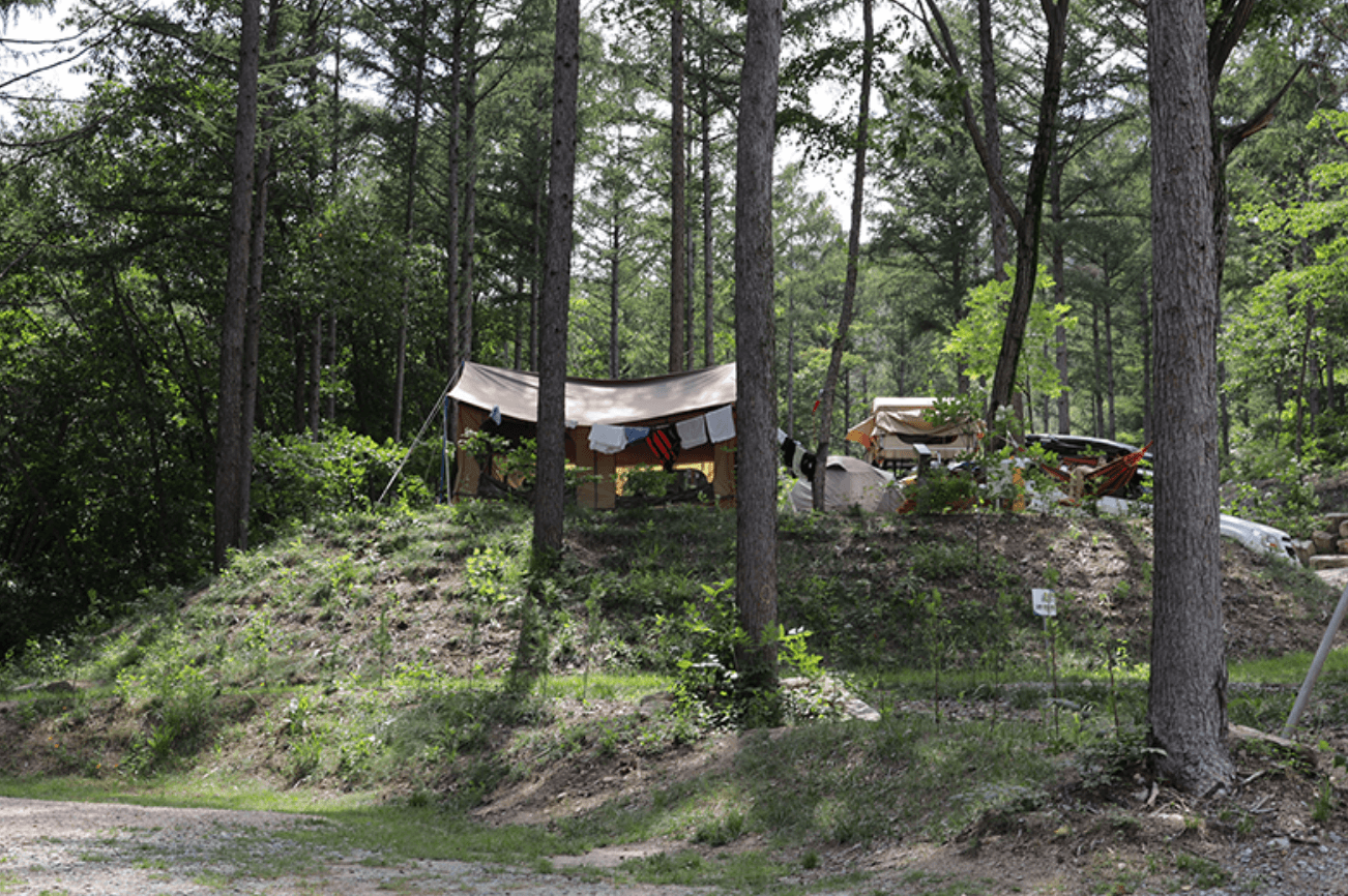 강원도 겨울 반려동물 애견 동반 여행지 추천