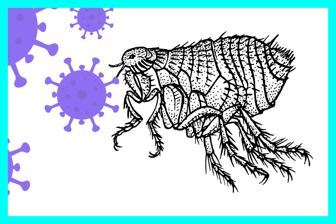 페스트_흑사병_벼룩