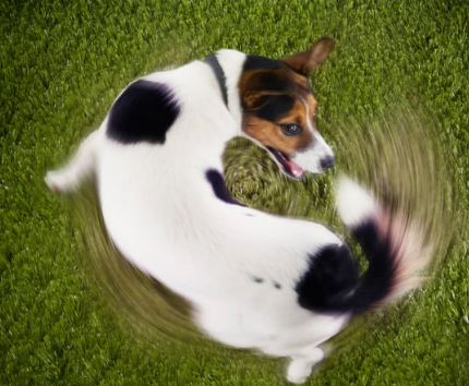 우리 강아지 꼬리물기, 귀여운 장난? 아님 SOS 신호?!