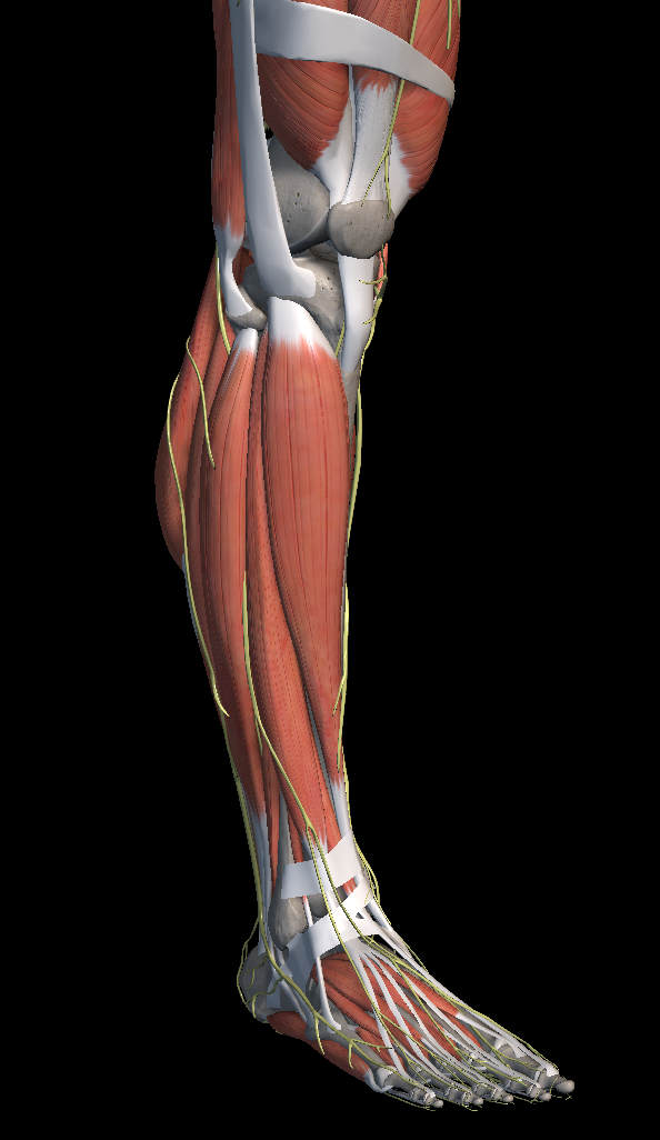 정강이 통증 원인 증상