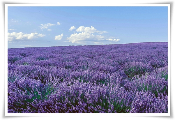 &quot;라벤더&quot; 향긋한 보랏빛 유혹, 자연이 선물하는 힐링과 영감의 향기!