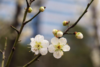활짝 핀 매화 꽃 두 송이와 꽃봉오리