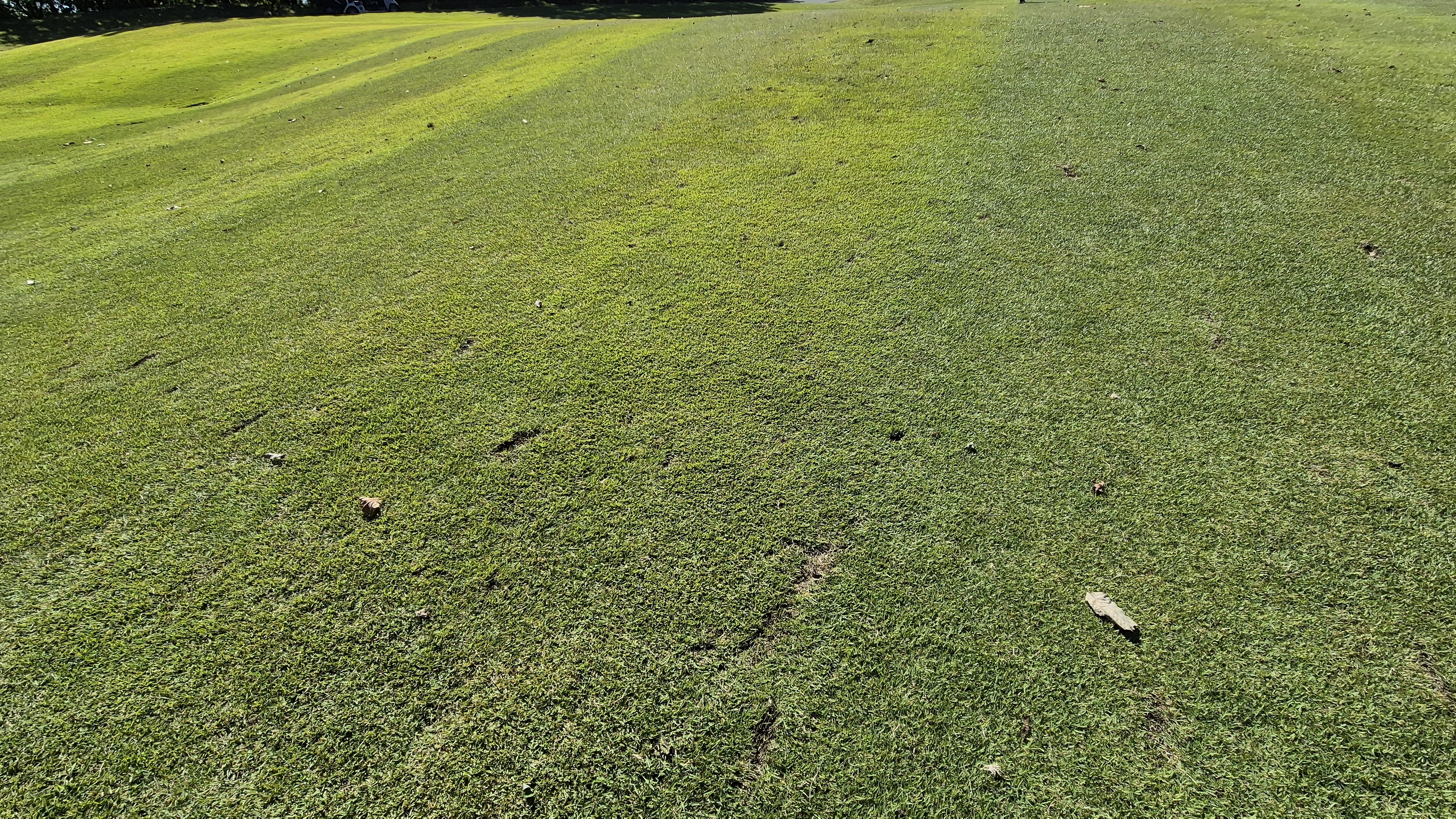 떼제베cc 동-북 코스 코스관리 상태