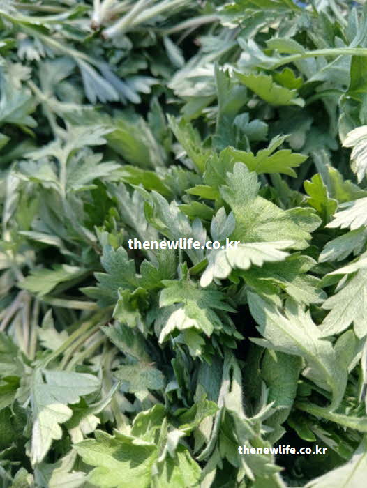 쑥 효능 요리법