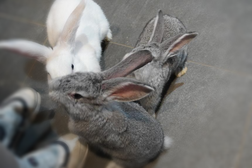 동탄 주렁주렁 토끼들