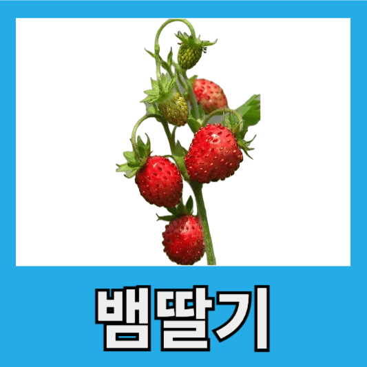 여우딸기 뱀딸기 효능 부작용 뱀딸기, 뱀딸기풀 먹는법