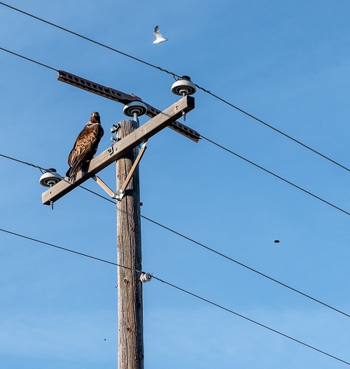 고압선-앉아있는-독수리