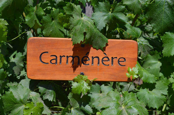๊น๋ฅด๋ฏธ๋ค๋ฅด(Carmenère)