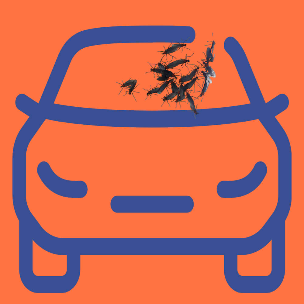 자동차 시야방해 러브버그