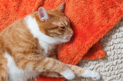 오렌지 타월 위에서 자는 고양이.