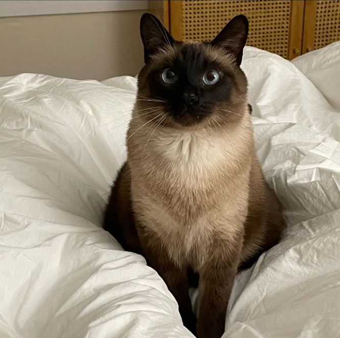 샴 고양이 쏠이