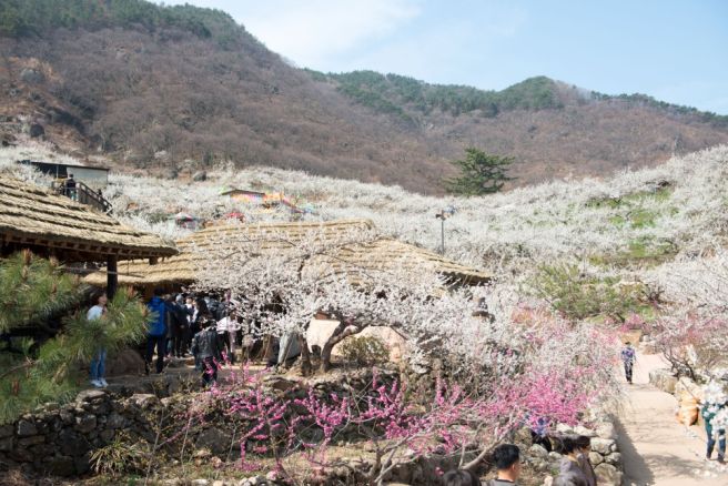 광양 매화마을 축제 기간 둘레길 사진 주차장 홈페이지양 매화마을 축제 기간 둘레길 사진 주차장 홈페이지