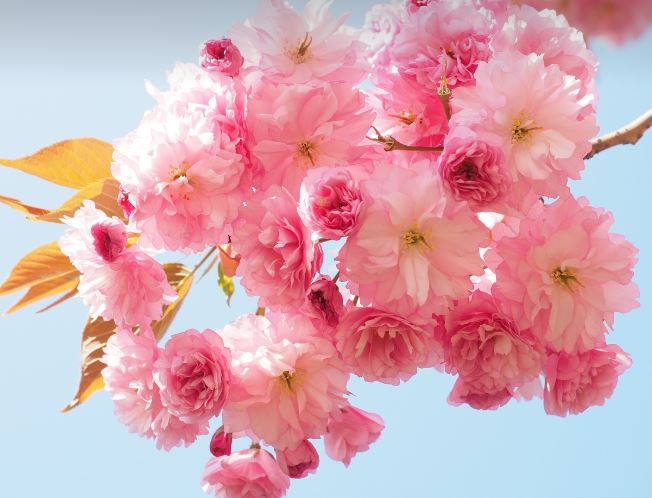 2024년 일본 벚꽃 절정시기, 인파 피하는 꿀팁과 한적한 명소 추천