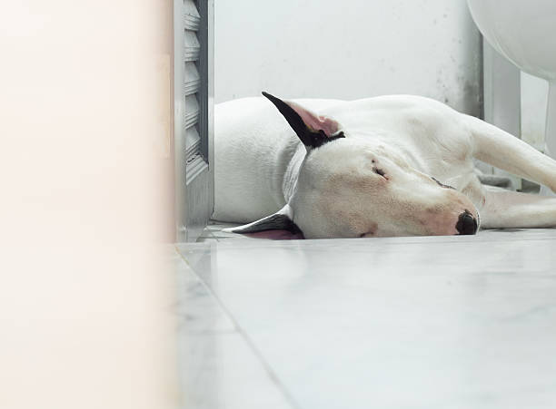 강아지 실내 배변 훈련 팁