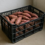 고구마 보관하는법