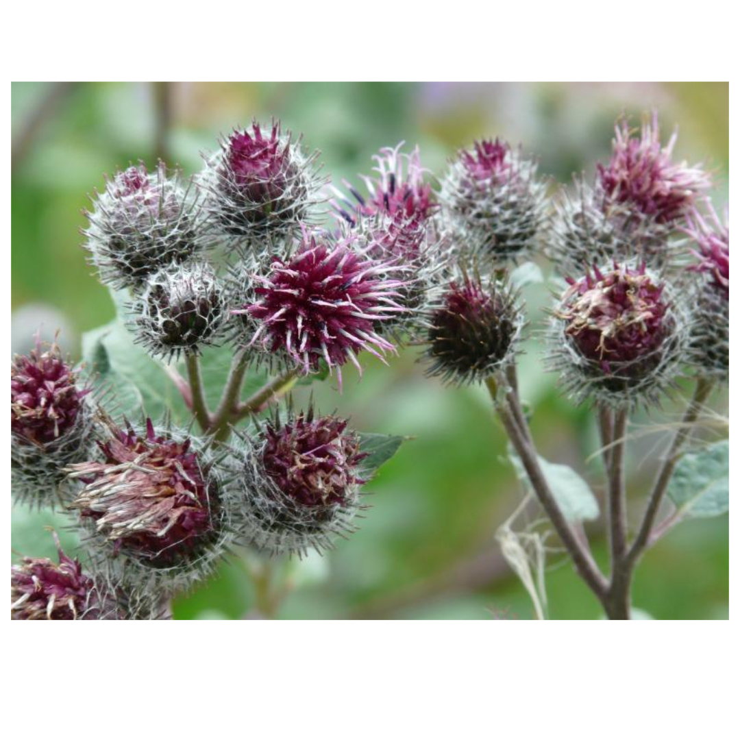 우엉차와 관련된 사진입니다.