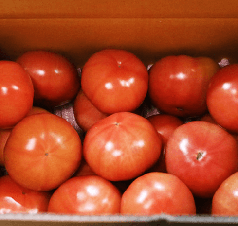 [6시 내고향] 아산 토마토 택배주문 달기농장 판매 문의