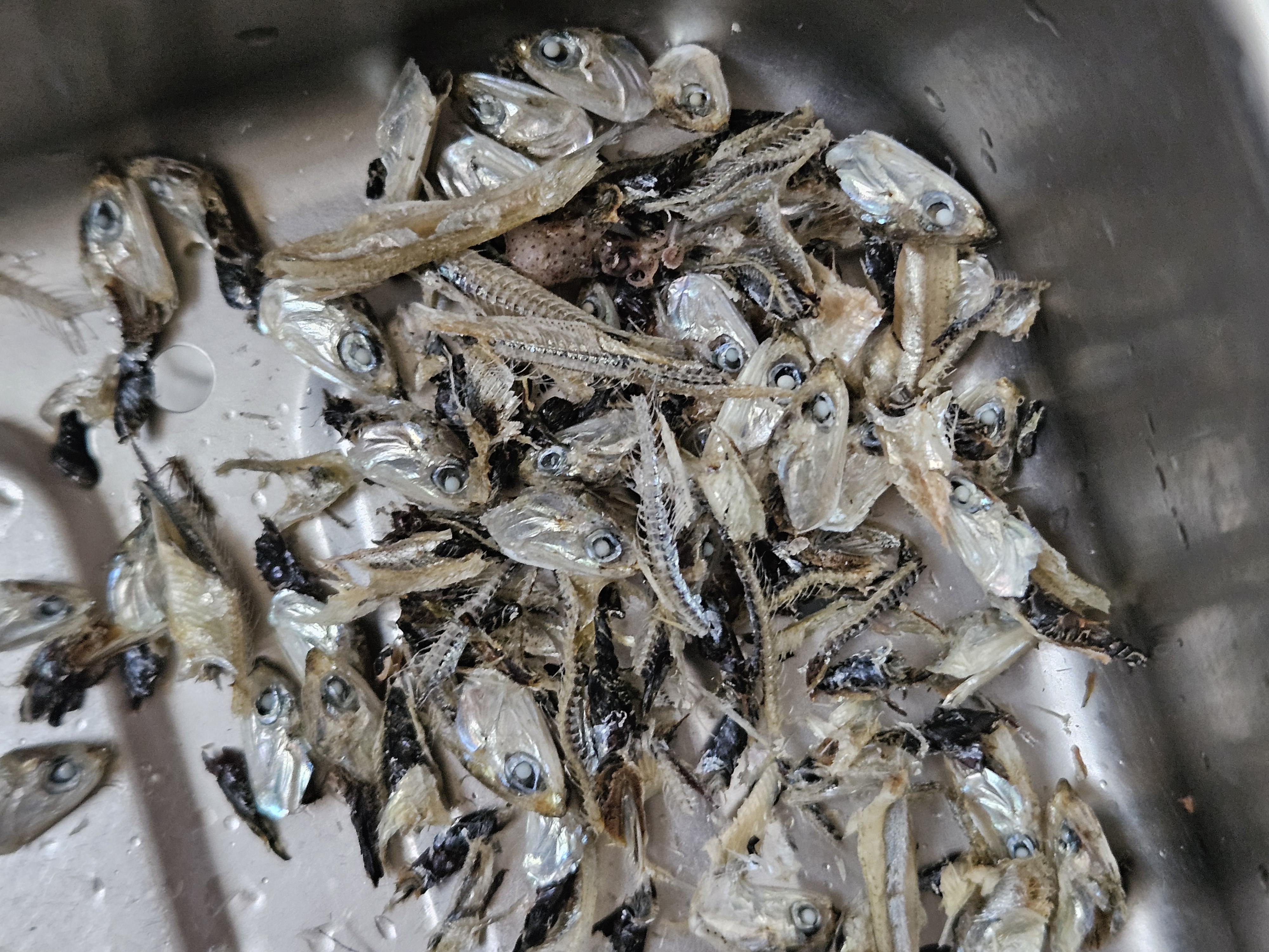 멸치내장
멸치손질