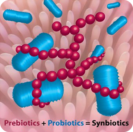 프리바이오틱스와 프로바이오틱스