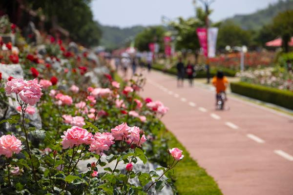 삼척 장미축제 일정 꽃길 따라 봄여행