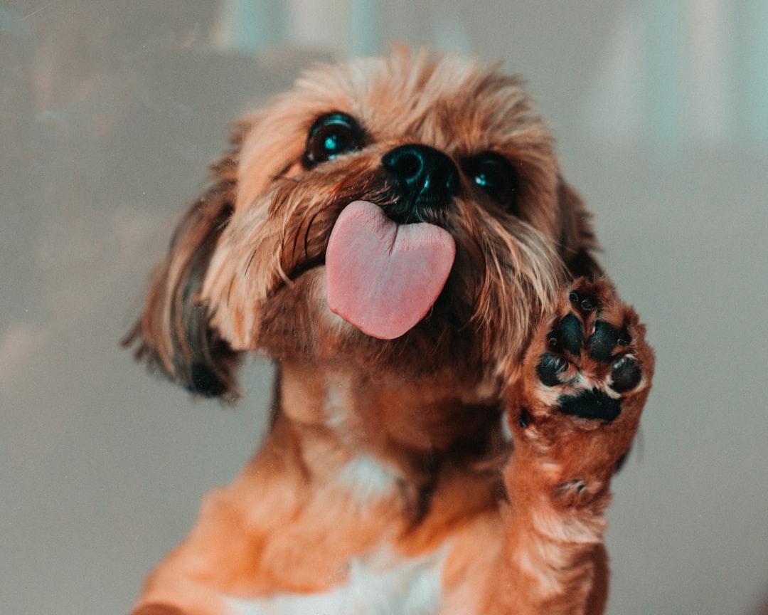 Paw