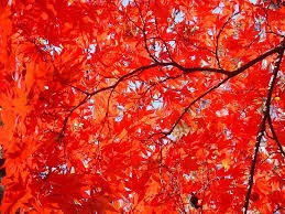 창덕궁 후원 단풍 예약