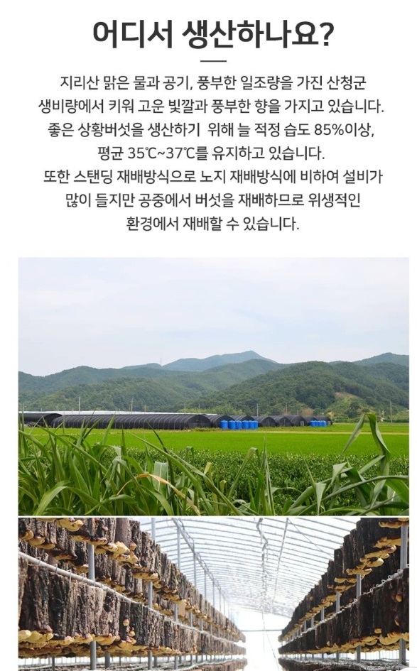 산청-유기농-상황버섯-지리산새희망상황버섯