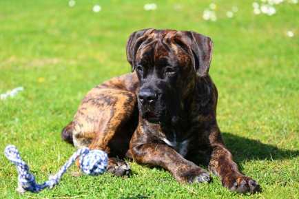 장난감을 가지고 노는 이탈리안 코르소 도그.