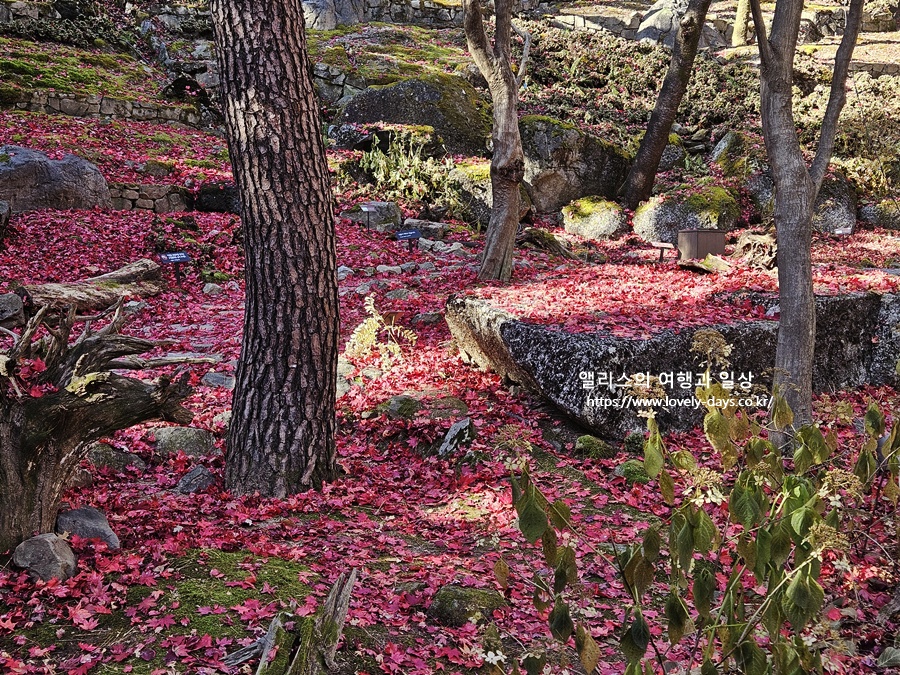 2025 화담숲 마지막 가을 단풍 화담채 분재 즐기기