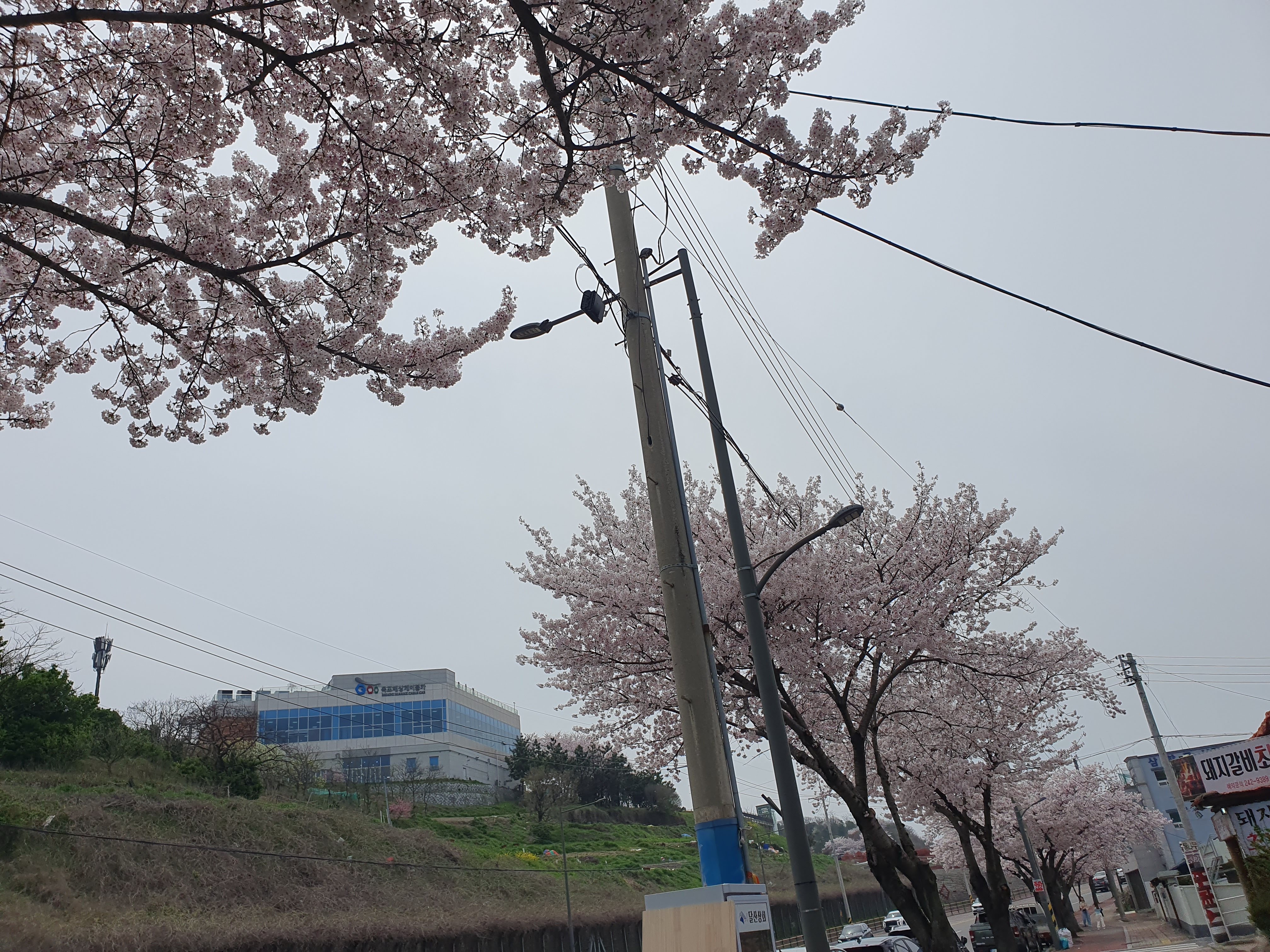 목포대학교 벚꽃