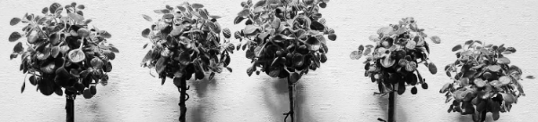 장미허브 외목대 - 1